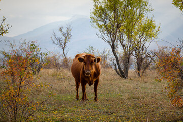Obraz premium One red cow grazes in a meadow against the background of forests mountains. Autumn colorful landscape. The bright fiery color of a cow. Portrait of a pet. Looks directly into the camera. Countryside