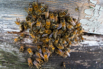 Bees