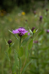 Wiesenflockenblume