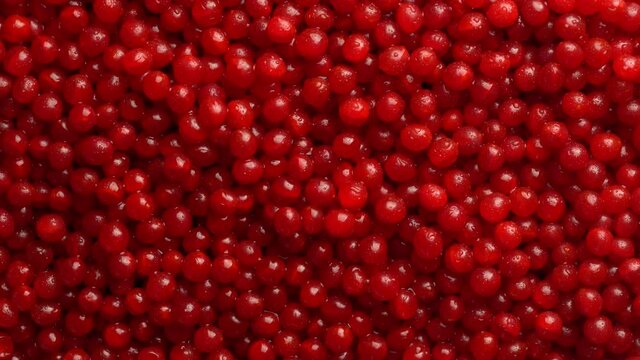 Harvest the red viburnum or guelder rose, close up, top view. Beautiful texture with red berries on viburnum background, rotates