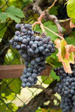 Bunches of ripe grapes growing through fence