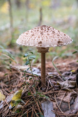 Parasol auf Waldboden