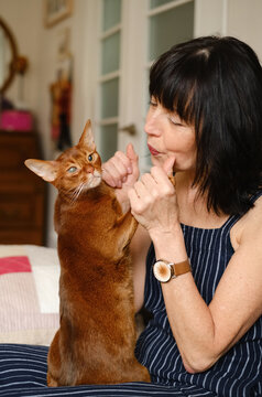 Woman caressing with domestic Abyssinian cat