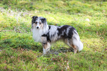 Blue merle shetland sheepdog standing in forest environment.
