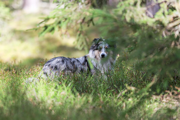 Blue merle shetland sheepdog standing in forest environment.