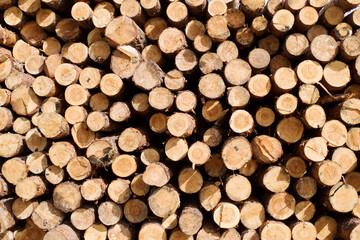 A pile of pine logs in a sawmill warehouse.  Lumber for construction