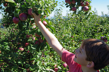 Young boy reaching to pick an apple from an apple tree at an apple orchard on a sunny day.
