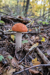 Espenrotkappe auf Waldboden