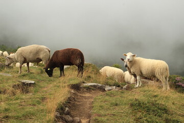 Fototapeta premium Moutons dans la brume en estive dans le brouillard