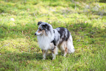 Blue merle shetland sheepdog standing in forest environment.