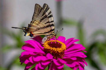 Iphiclides podalirius, Scarce swallowtail Butterfly, wings with large black stripes
