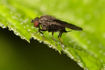 dark Housefly on a leaf with dew