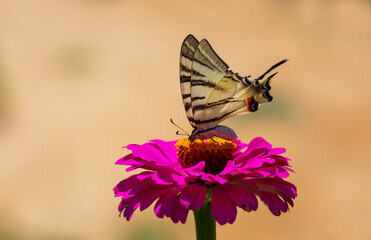 Iphiclides podalirius, Scarce swallowtail Butterfly, wings with large black stripes
