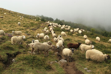 Fototapeta premium Troupeau de moutons en estive dans le brouillard