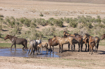 Naklejka na ściany i meble Herd of Wild Horses at a Desert Waterhole in Utah