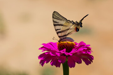 Iphiclides podalirius, Scarce swallowtail Butterfly, wings with large black stripes
