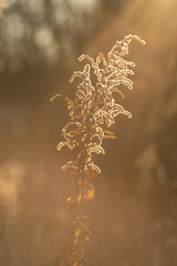 Beautiful fluffy dry plant at sunset. Details of autumn nature. The golden light illuminates the beautiful dry plant. Fluffy plant on a blurred natural background.