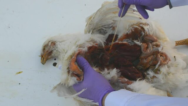 swab sample collected from internal organs necropsy poultry chicken 