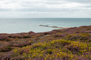 Fototapeta na wymiar view across the heather to the sea at Hengistbury Head Dorset England