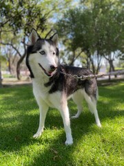 siberian husky dog