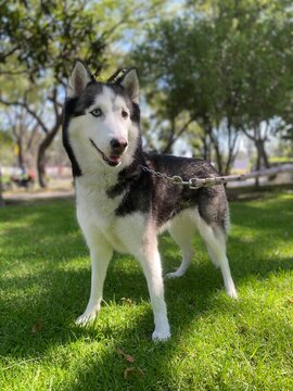 siberian husky dog