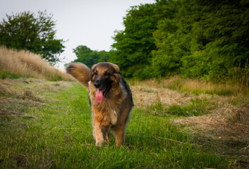 Wonderful wild dog running in the nature