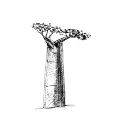 Baobab tree with leaf. Vintage vector hatching