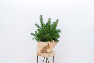 A bouquet of fresh spruce branches on a wooden stool on a white background. Minimalistic Christmas composition made of natural materials