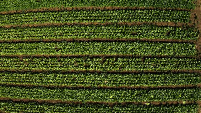 Harvesting lettuce in the fields. World Soil Day.
