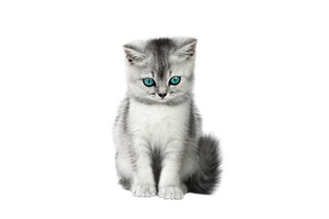 gray kitten with blue eyes isolated