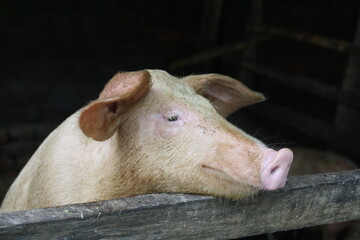 A pig with a kind expression.

