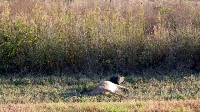 A Vulture and dead deer on the side of the road in the country in the Fall
