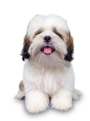 Shih Tzu puppy sitting on white background