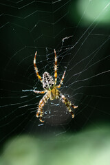 Kreuzspinne in Spinnennetz sitzend vor schwarzem Hintergrund
