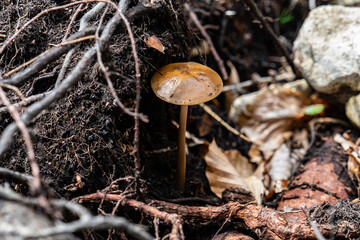 Pilz Wurzelrübling auf totem Laubholz