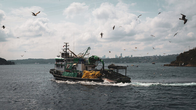 Un bateau de p&ecirc;che navigue sur le Bosphore, des mouettes volent autour. A l'horizon, des gratte-ciels d'Istanbul.