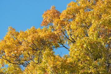 Fototapeta premium autumn leaves in the sky
