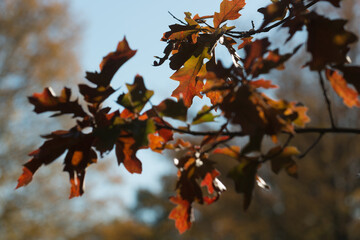 red brown oak leaves