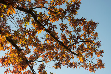 autumn leaves against blue sky