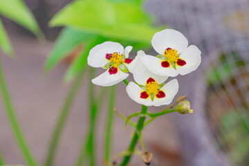 Closeup beautiful white flowers of Arrowhead or Sagittaria montevidensis flower (Sagittaria...