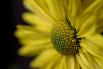yellow flower macro