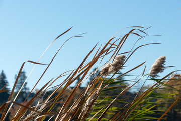 reeds in the wind