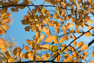 autumn cherry leaves on blue sky