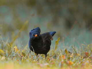 Amsel (Turdus merula) in einer Wiese im Herbst