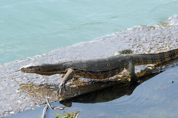alligator in the water
