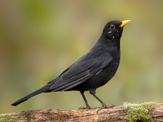 Blackbird (Turdus merula) Adult male  bird on a mossy log - Surry, UK, November 2021	