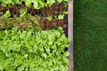 Top view. Part of the garden on the side. Growing green and red leaf lettuce in a garden bed. Background for gardening with green and red salad plants in the open ground. Copy Space.High quality photo