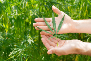 Male caucasian hands hold marijuana leaves on hemp stalks background