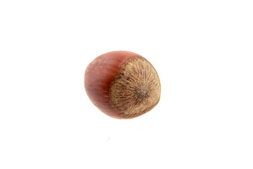 Whole hazelnut isolated on white