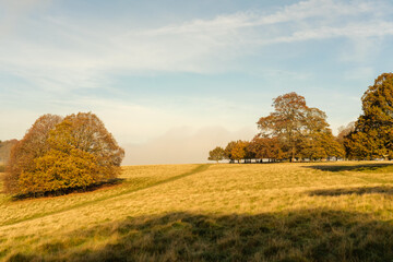 Fototapeta premium Autumn colours at Petworth park, West Sussex